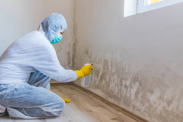 Licensed Mold Testing service in Chester, IL - WQB Mold Removal